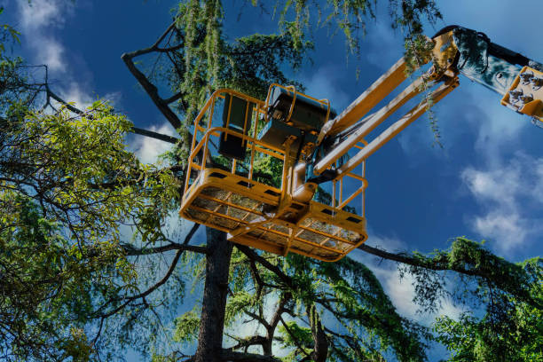 Best Arborist Services Near Me  in USA